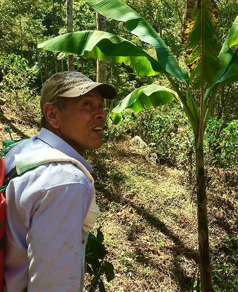 Jesus, the farm manager at La Fragua in Colombia, uses a backpack sprayer to apply actively-aerated compost tea to the coffee trees at La Fragua for the first time.