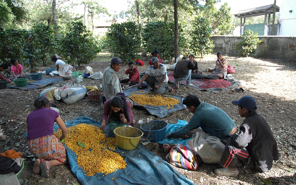 Members of the Tomastepec Cooperative in Guatemala spend some time sorting their harvest before turning in fresh cherry because they are paid better for consistent and ripe cherry.