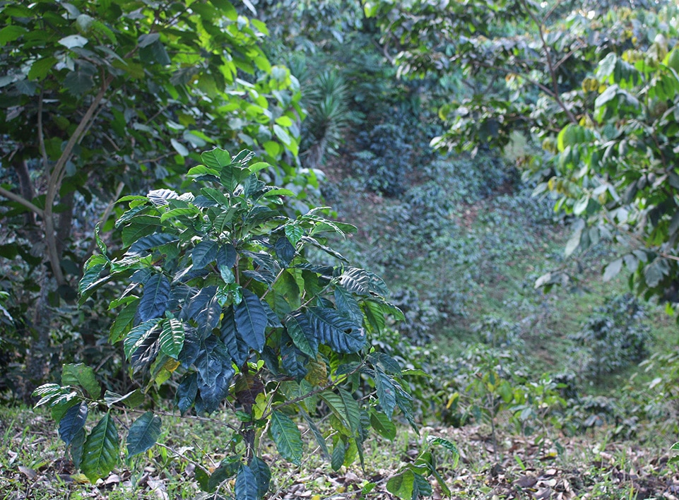 A young coffee tree in the Blue-Bird section of Finca Esperanza.