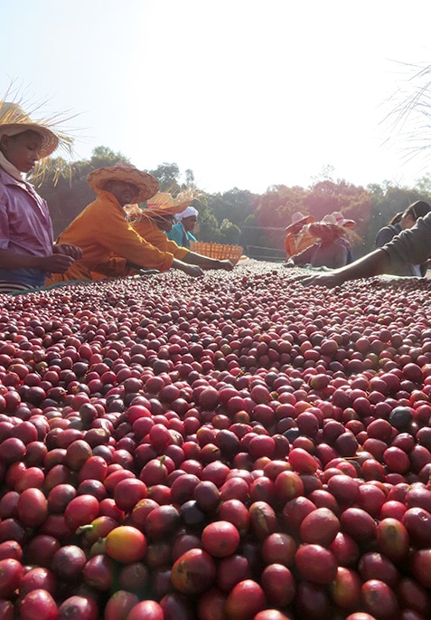 Natural process cherries being sorted and dried at Guji Highlands Farm.