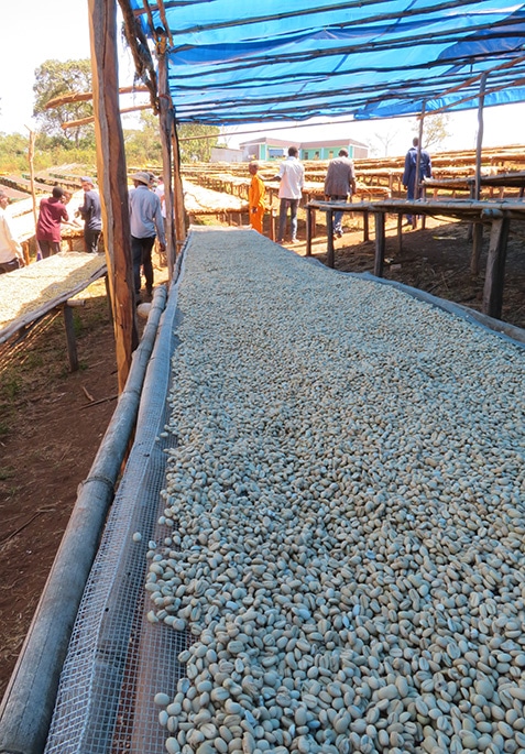 Washed parchment drying under shade for the first day out of the fermentation tank at Guji Highlands Allona washing station.