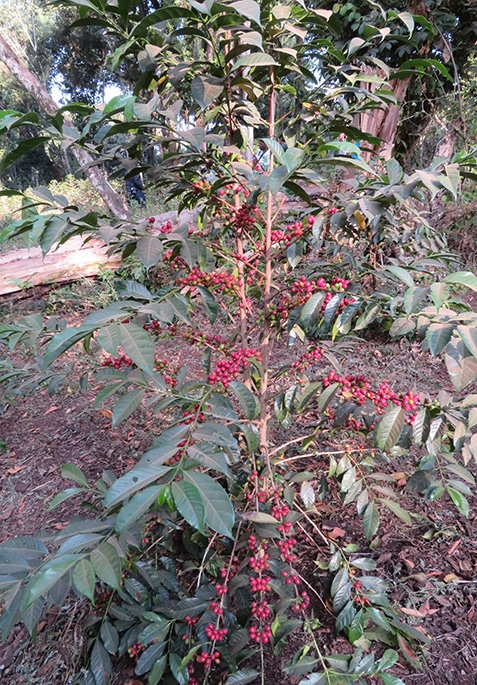 Most of the coffee trees I came across were quite small and scrawny, but yield a decent amount of cherries.