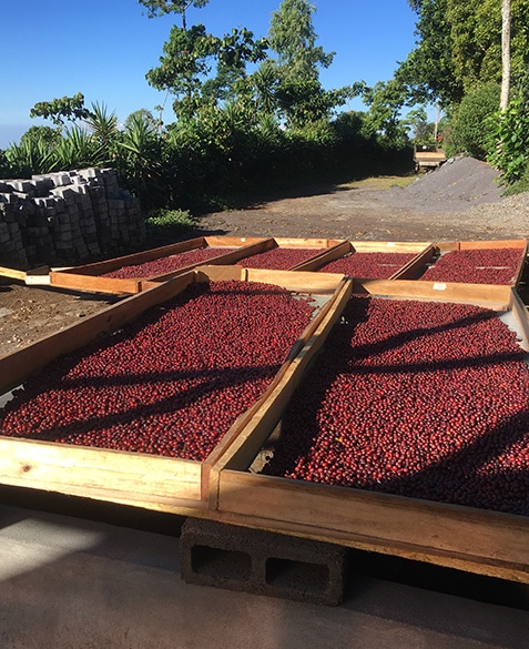 natural process coffees fresh off the tree and ready to enter the drying house