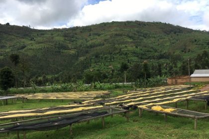 The potato defect is very hard to identify at origin during the growing and processes phases of coffee production.