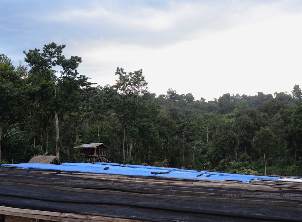 Drying tables where coffee cherries are laid out to dry during harvest.