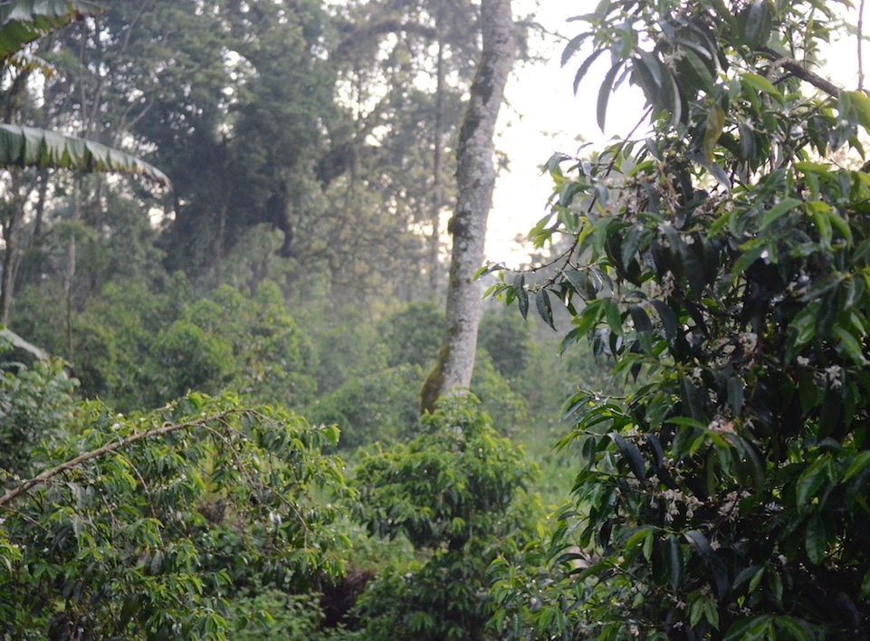 A dense forest and a flowering coffee tree in the foreground.