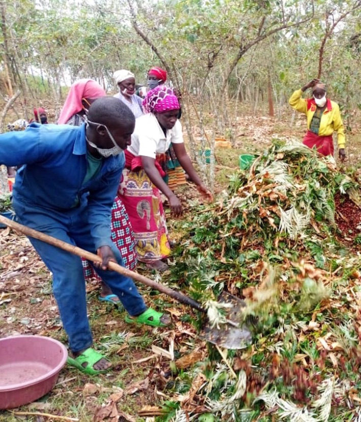 People working on a coffee farm use shovels to add material to a compost pile.
