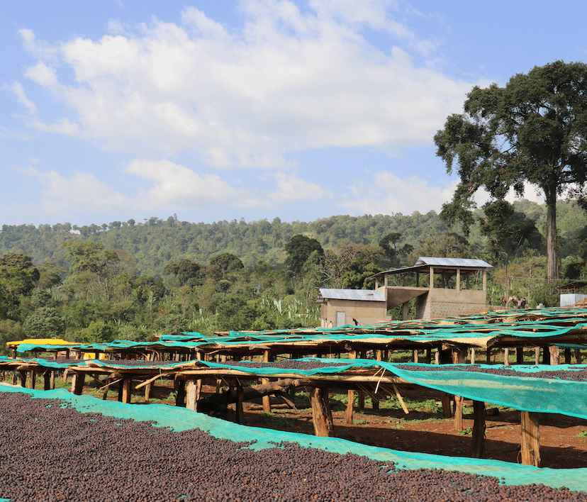 Coffee cherries drying on raised beds in Ethiopia.