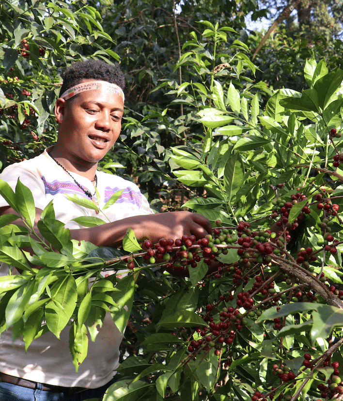 A person picking ripe coffee cherries off a tree in Ethiopia.