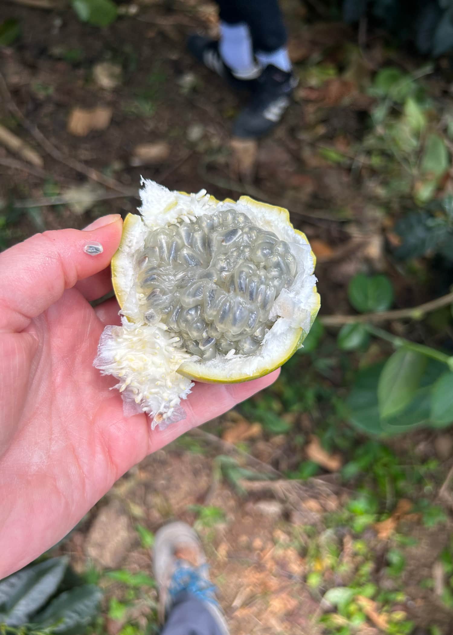 The granadilla fruit pictured here is closely related to the passion fruit but with much more sweetness and texture.