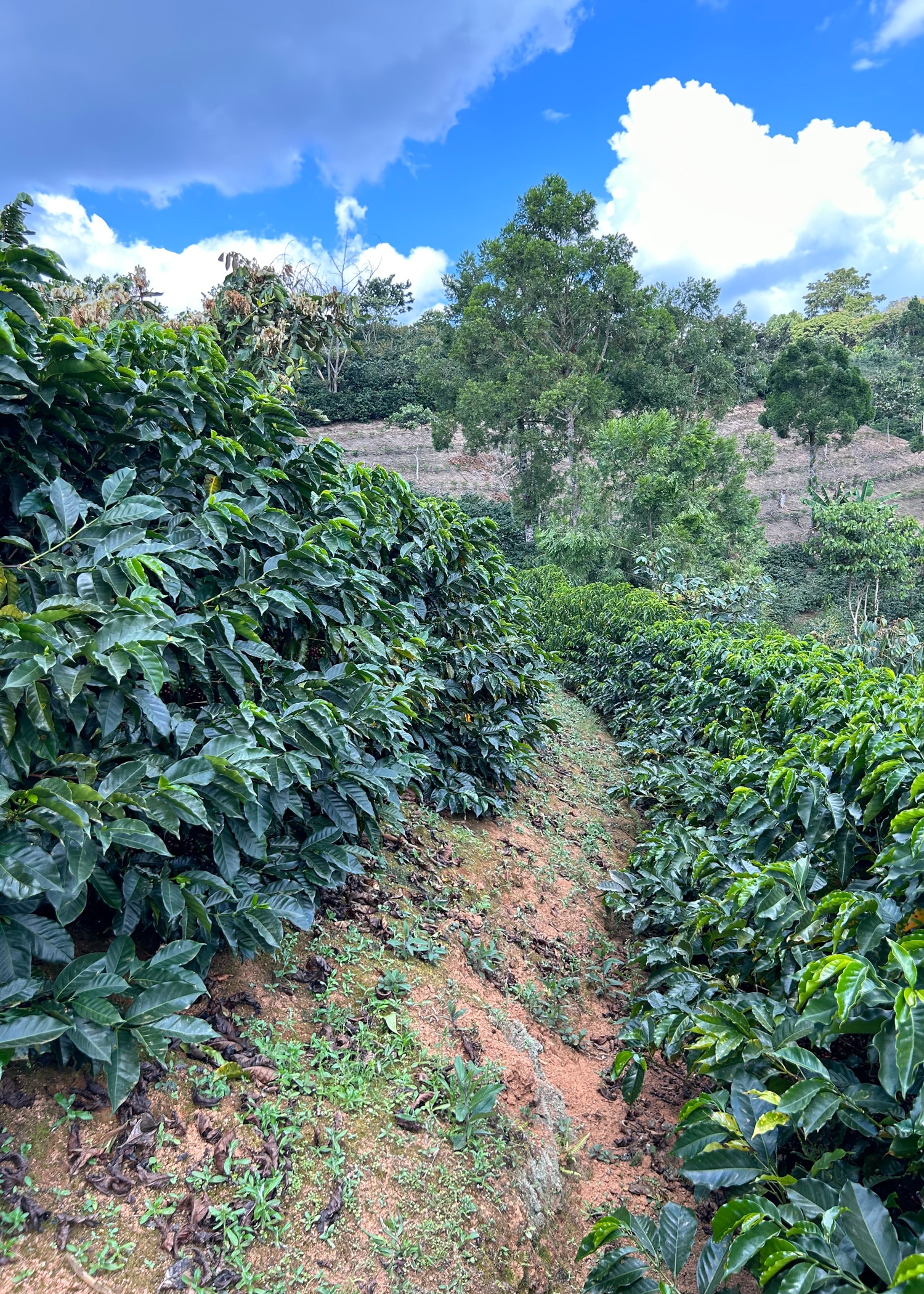 An example of ideal spacing between rows of coffee according to OCL.