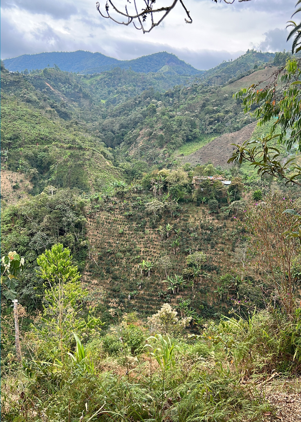 A scenic photo of a coffee farm on the steep side of a mountain.