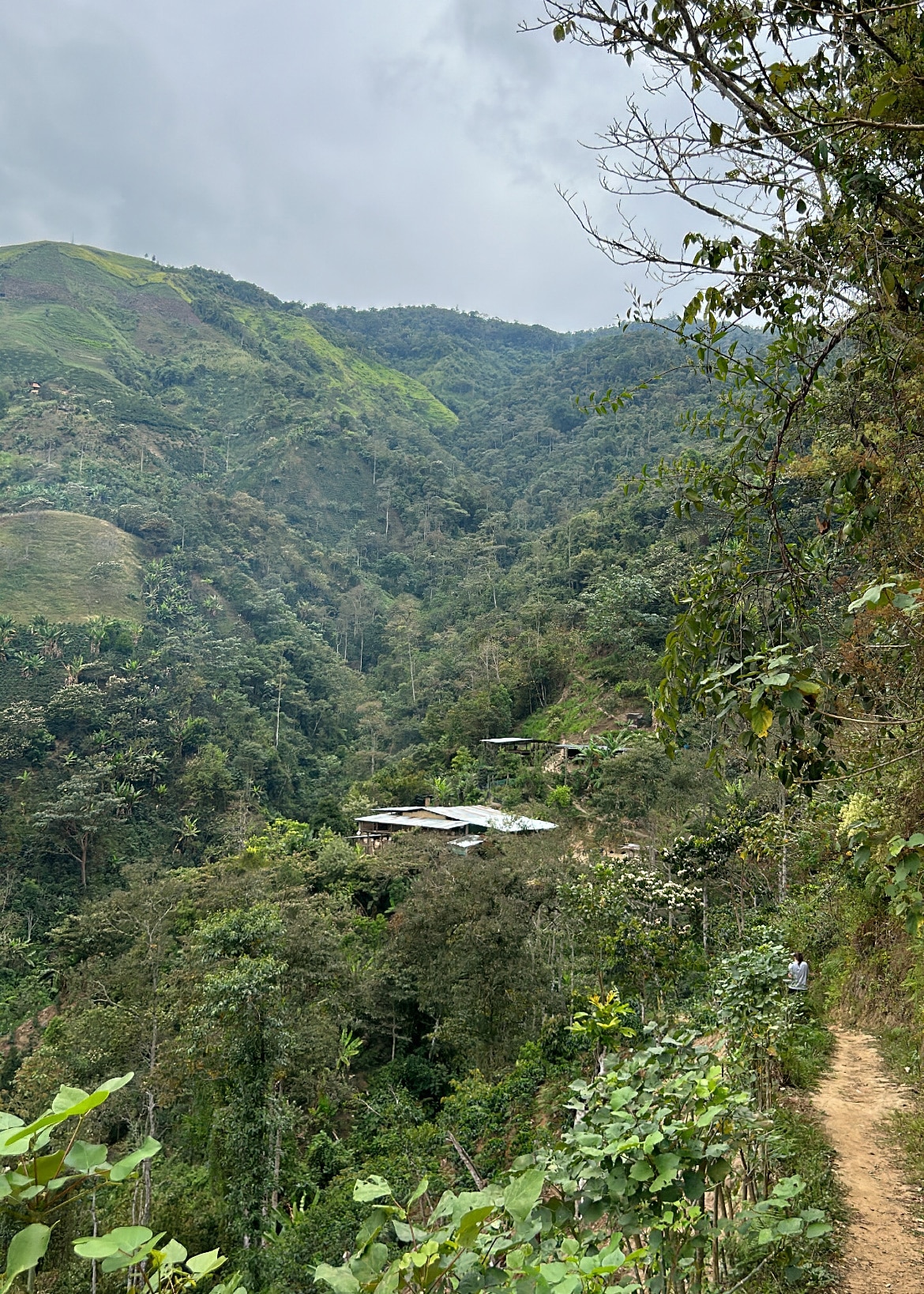 A walking trail to a coffee farm high in the mountains of Cajamarca.