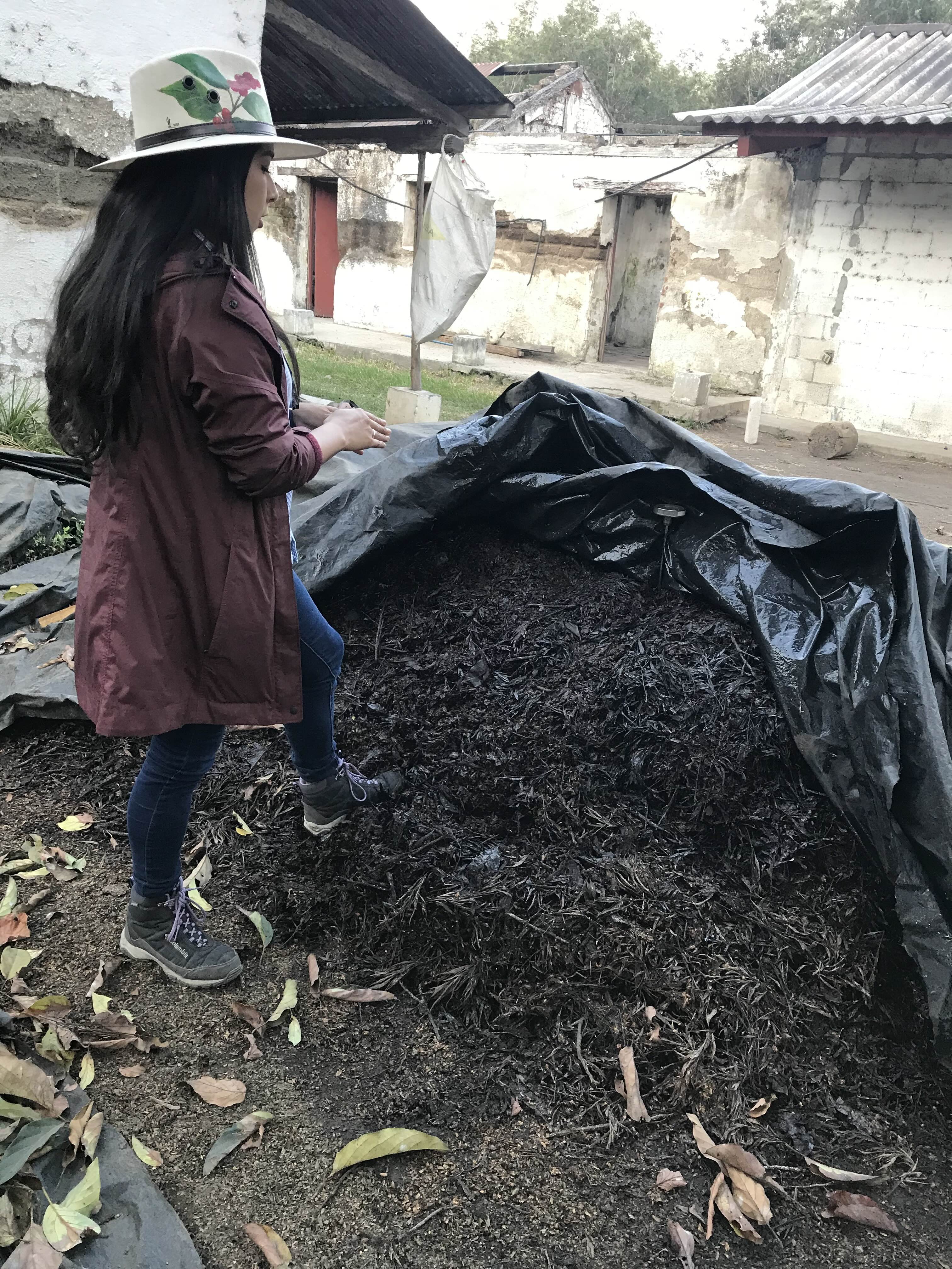 A worker at Los Volcanes in Guatemala analyzes a compost pile that is being curated to enrich the soil diversity at a coffee farm. 