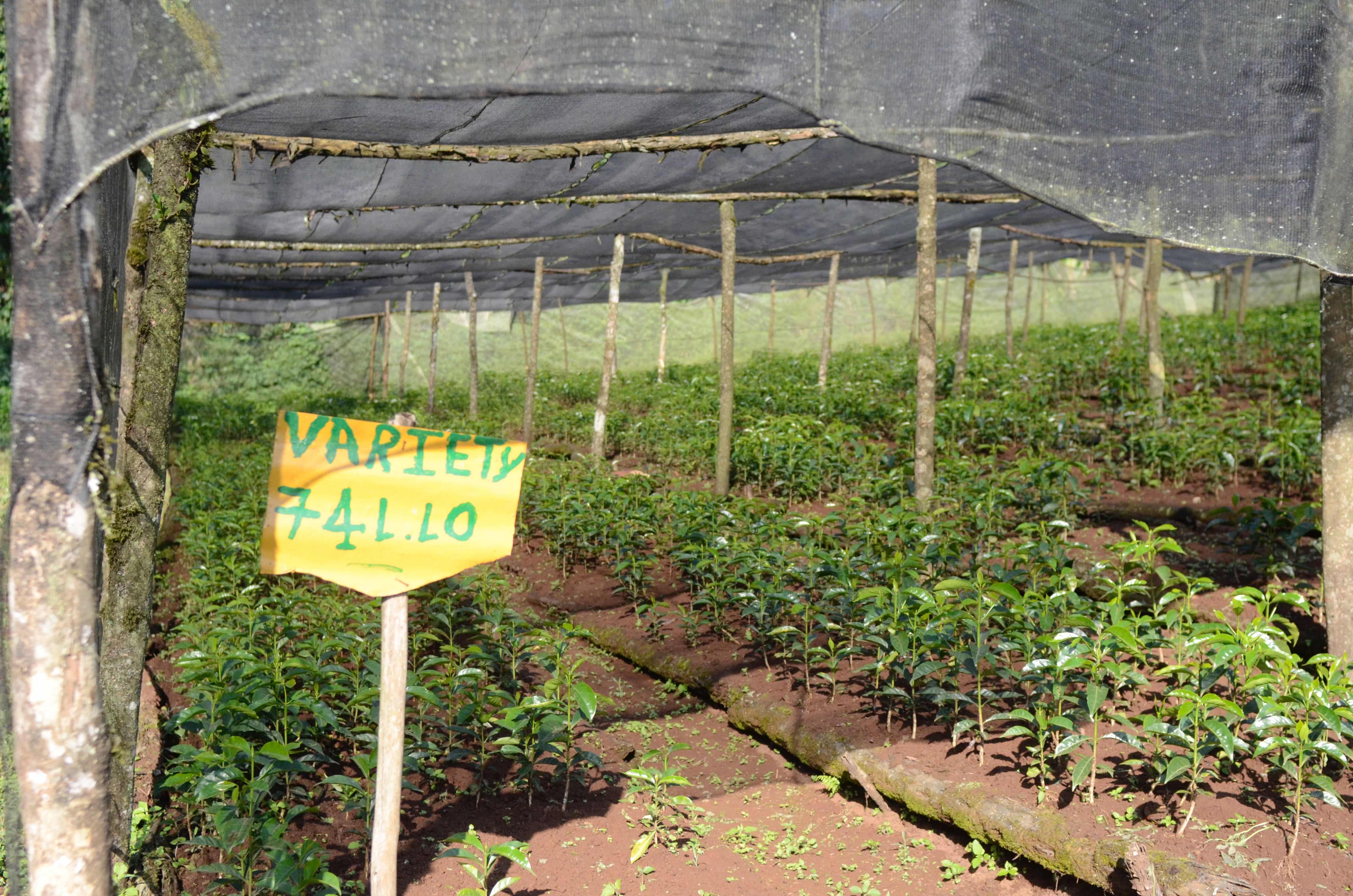 A nursery of variety 74110 in western Ethiopia.