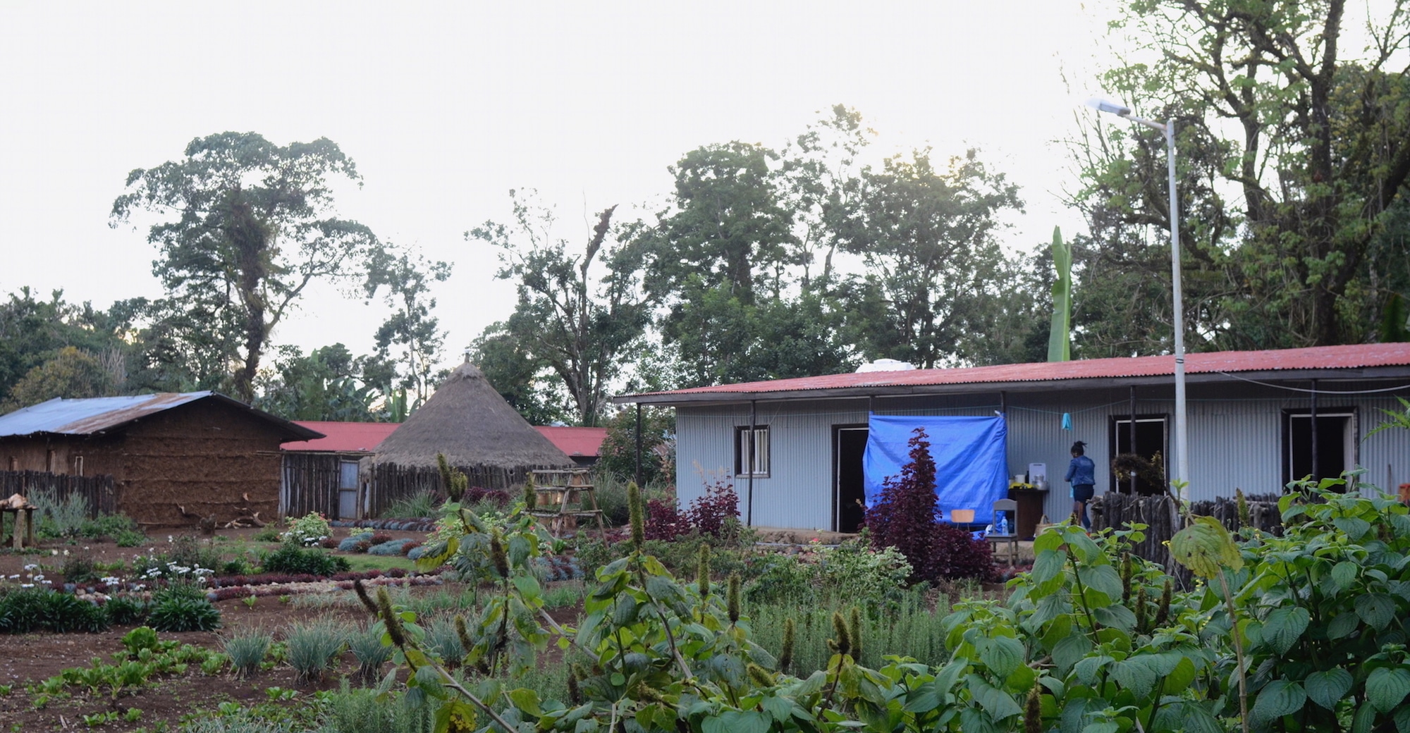 Five Reflections on Ethiopia Green Coffee Buying