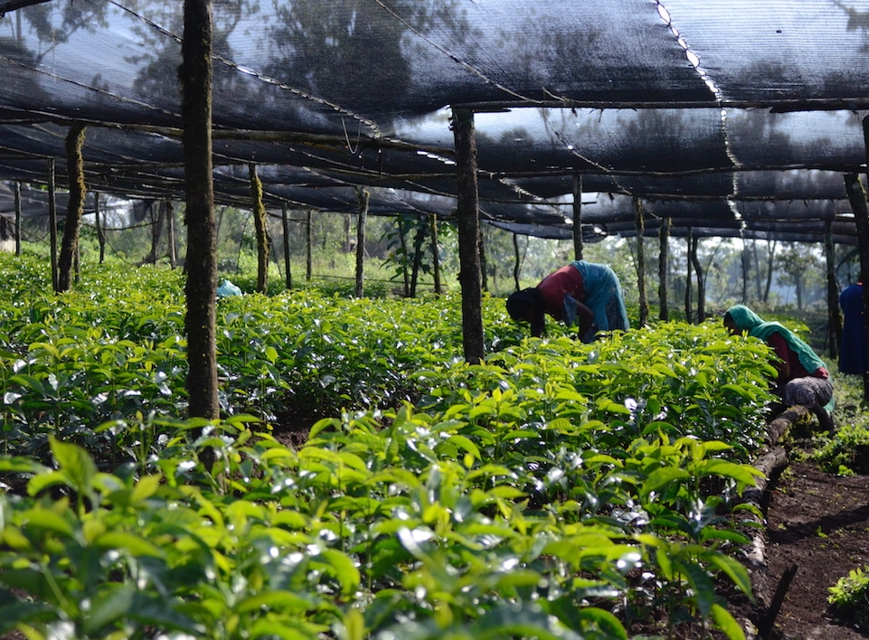 Two people working in a coffee nursery.
