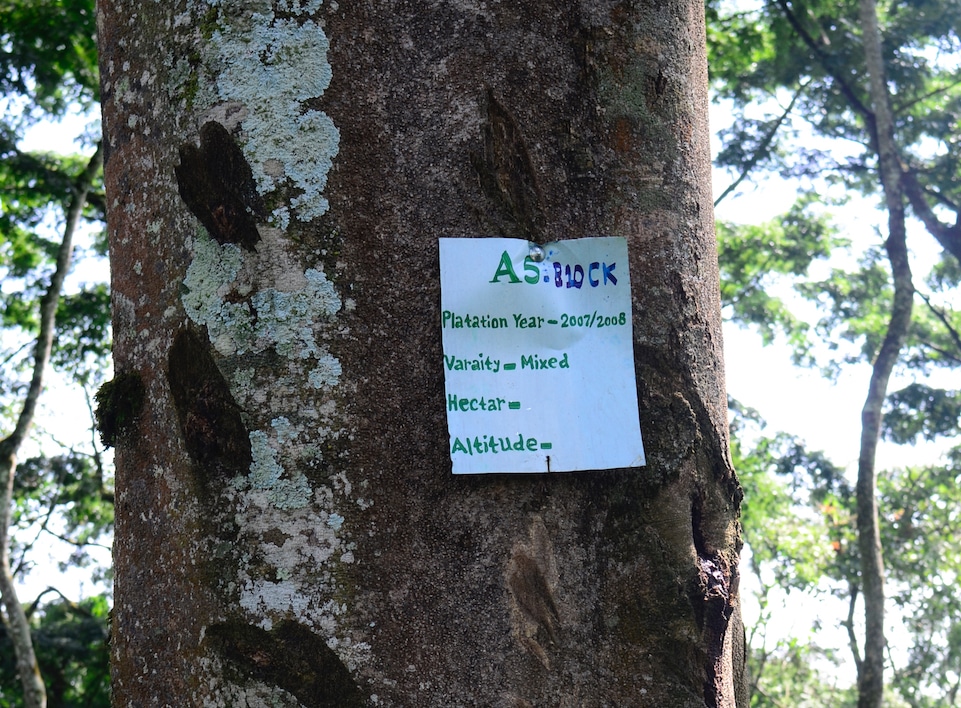 A sign that reads "A5: B10CK, Plantation Year, Variety, Hectar, Altitude" hangs on a tree.