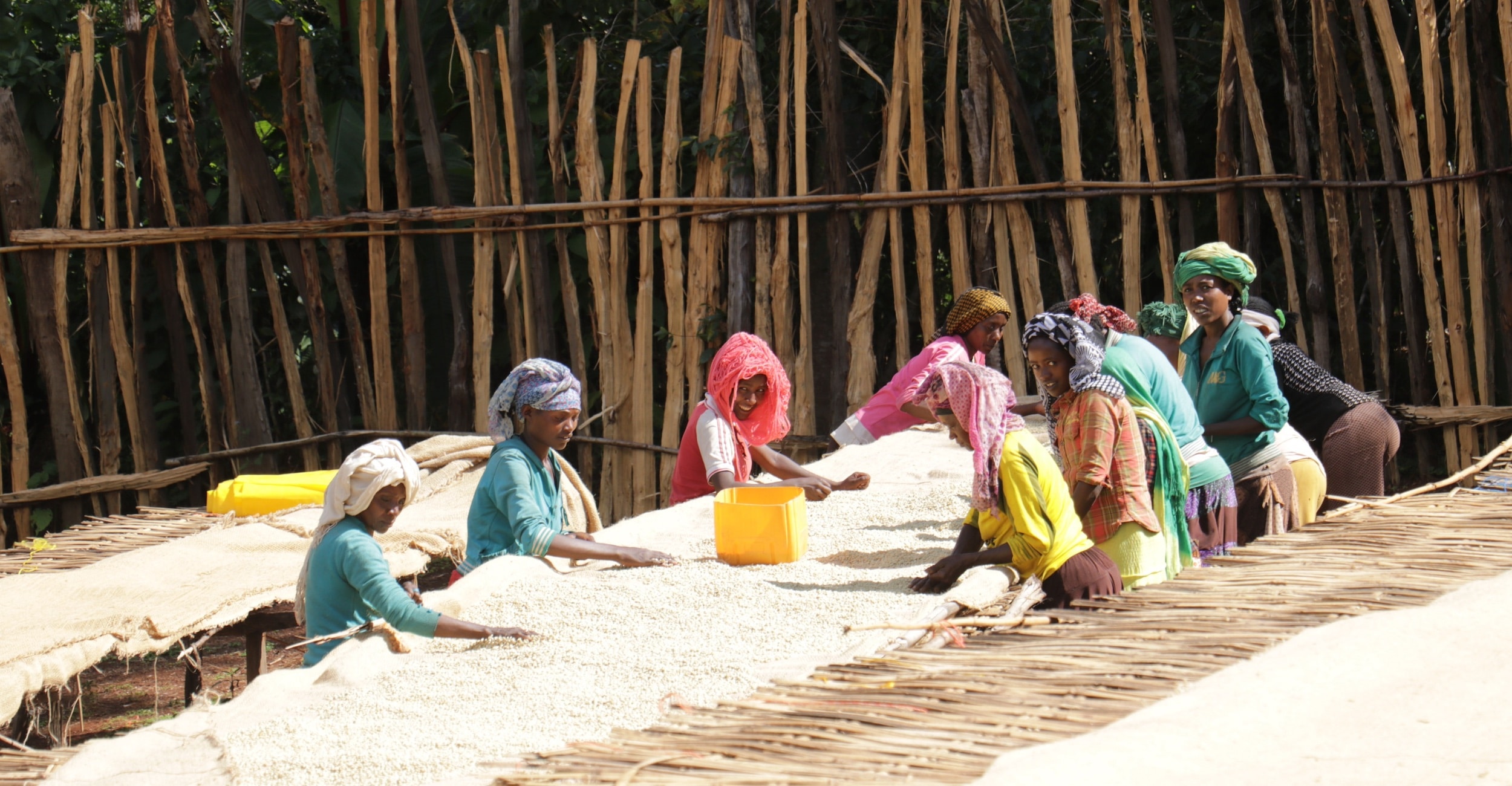 Why We Love Ethiopian Coffee