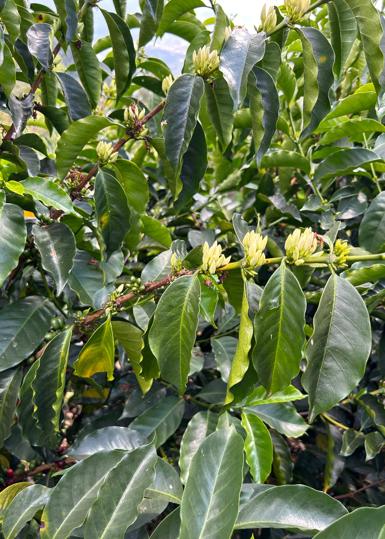Global warming is affecting coffee growing in Peru - the leaves on a coffee plant shown here are starting to fold, indicating early-induced hibernation due to climate effects. A picture of leaves on a coffee tree starting to fold inward, indicating the beginning of hibernation.