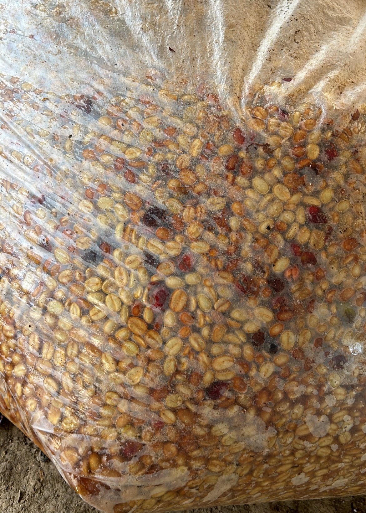 Pulped coffee seeds in an Ecotech-type bag during the fermentation phase of processing. A walking trail to a coffee farm high in the mountains of Cajamarca.