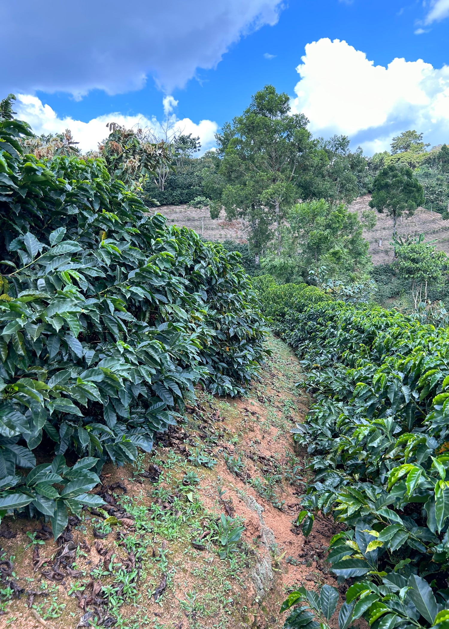 An example of ideal spacing between rows of coffee according to OCL. An example of ideal spacing between rows of coffee according to OCL.