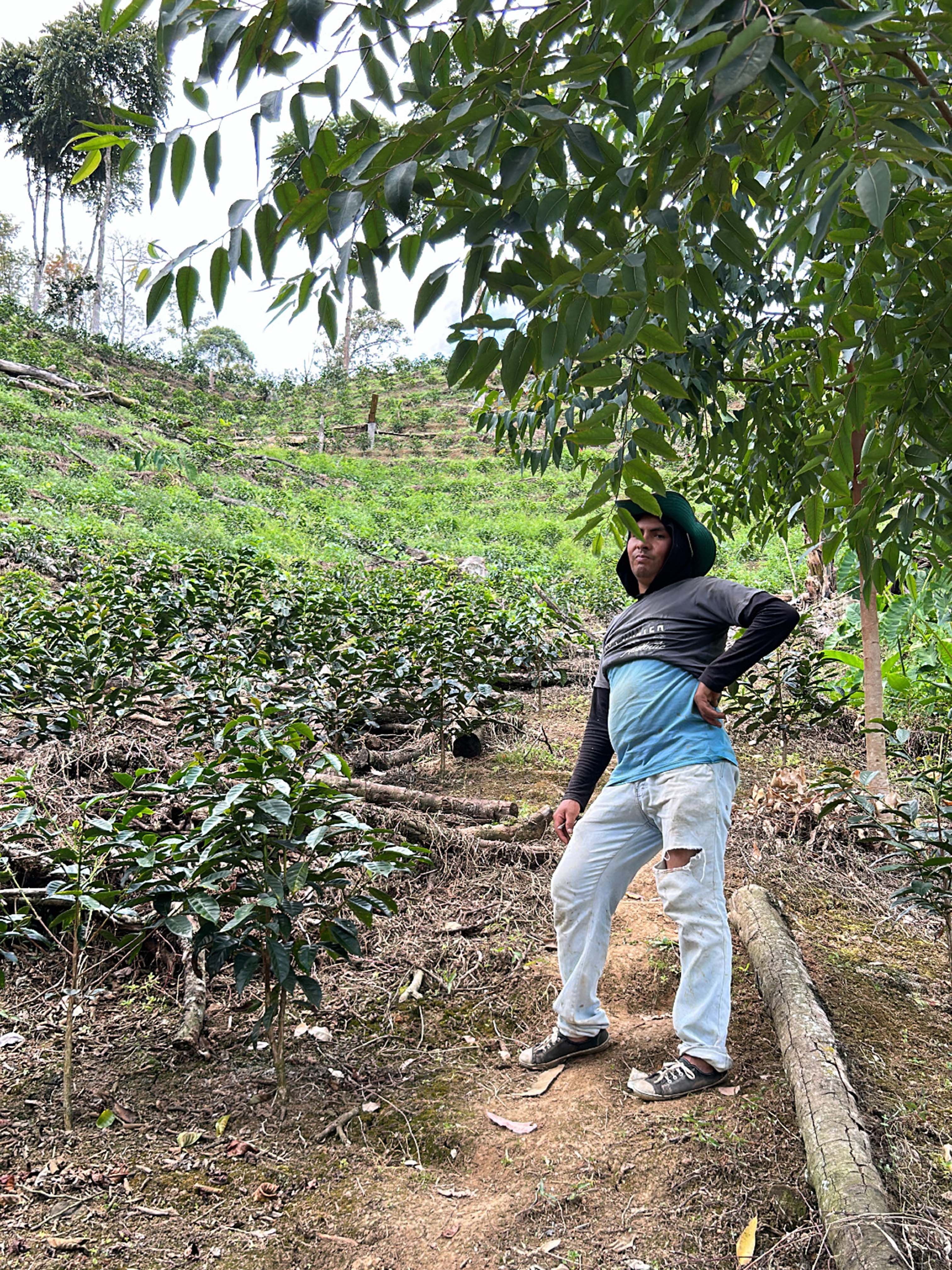 A farm stands on the steep mountainside of a Peruvian coffee farm. Coffee trees are in the back ground and above the farmer.