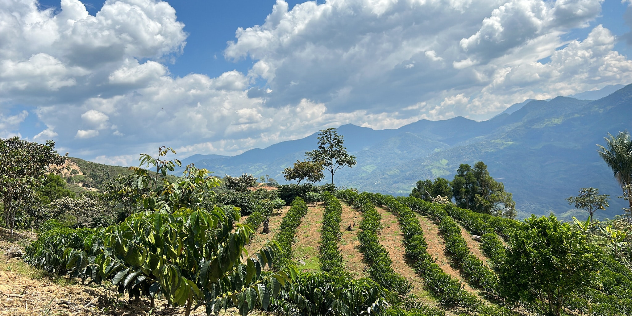 Current and Future Influences on Coffee Quality and Sustainability:  Terroir