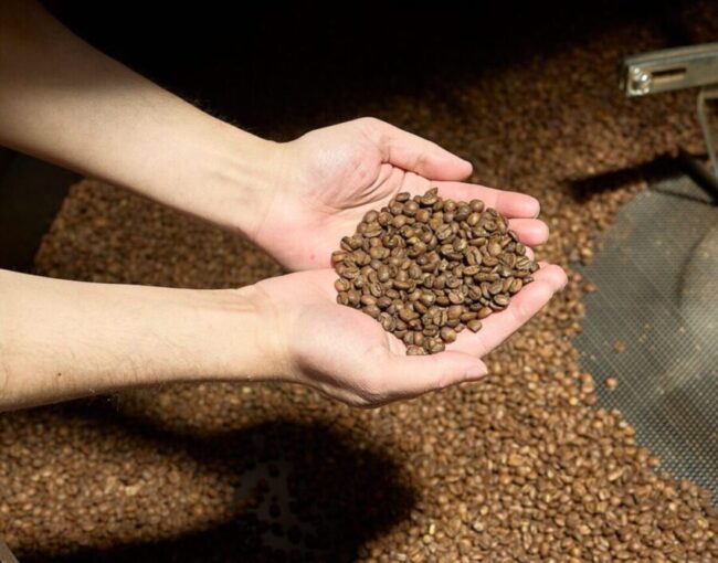 two cupped hands hold a handful of freshly roasted coffee beans above the tray of a coffee roaster