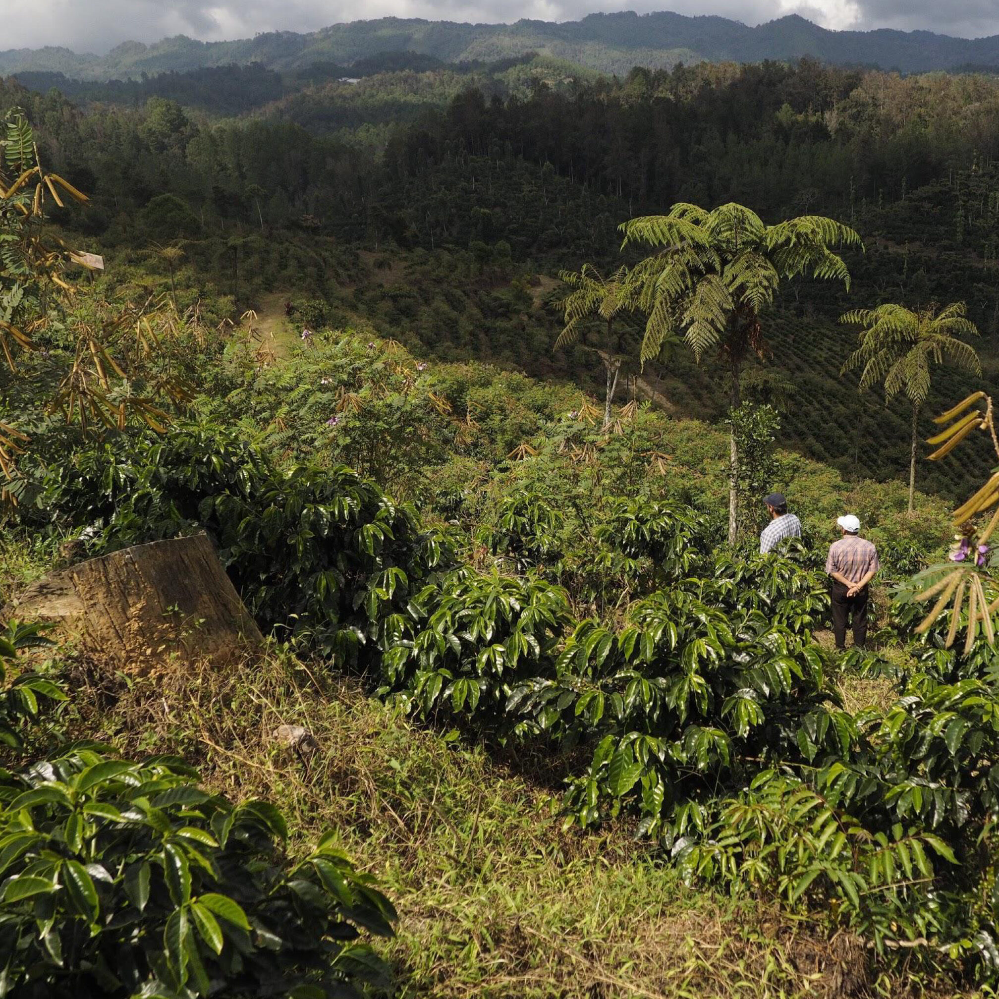Farm workers at Finca San Lorenzo in Guatemala