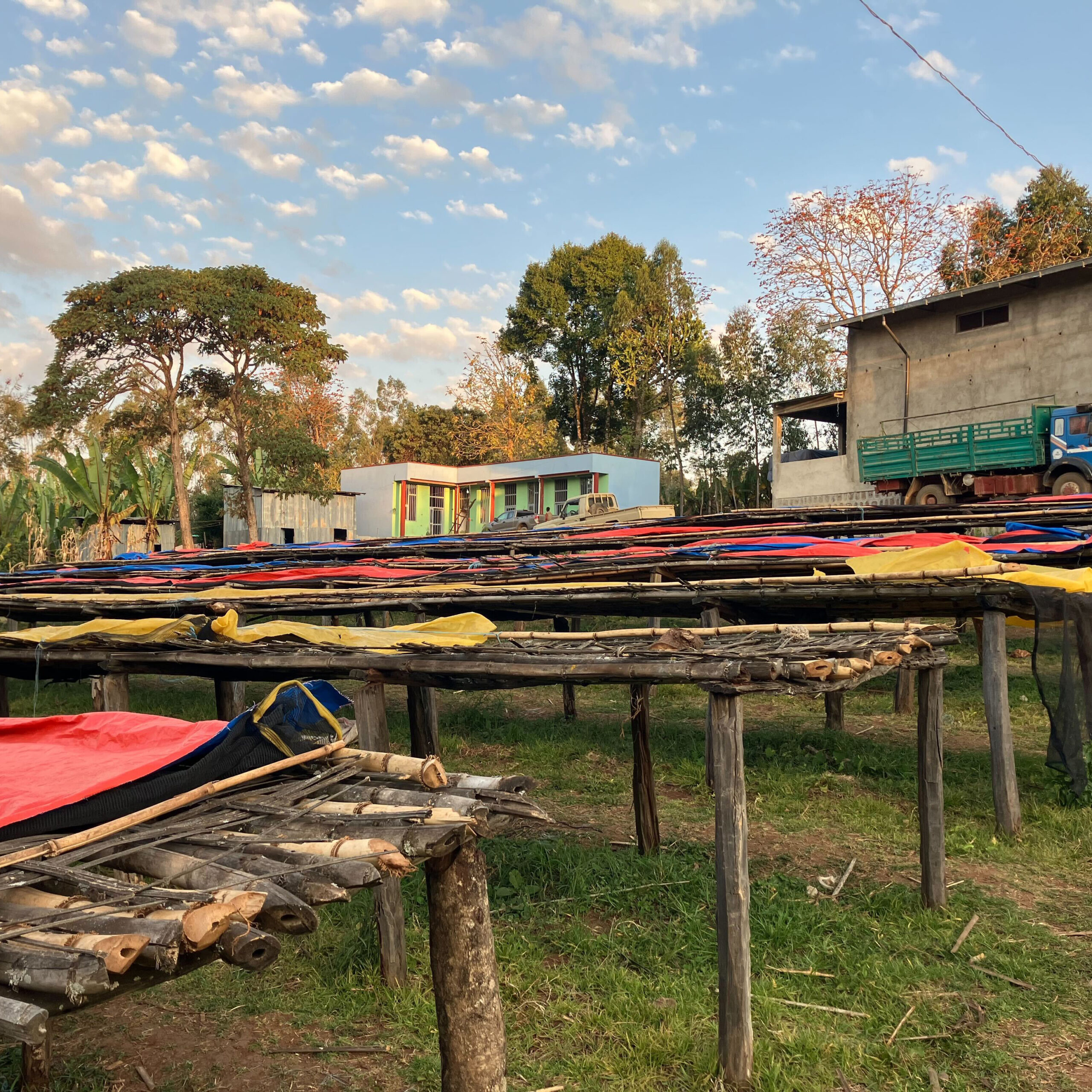 Raised beds at the Haro Wachu processing station are covered in yellow, red, and blue tarps.