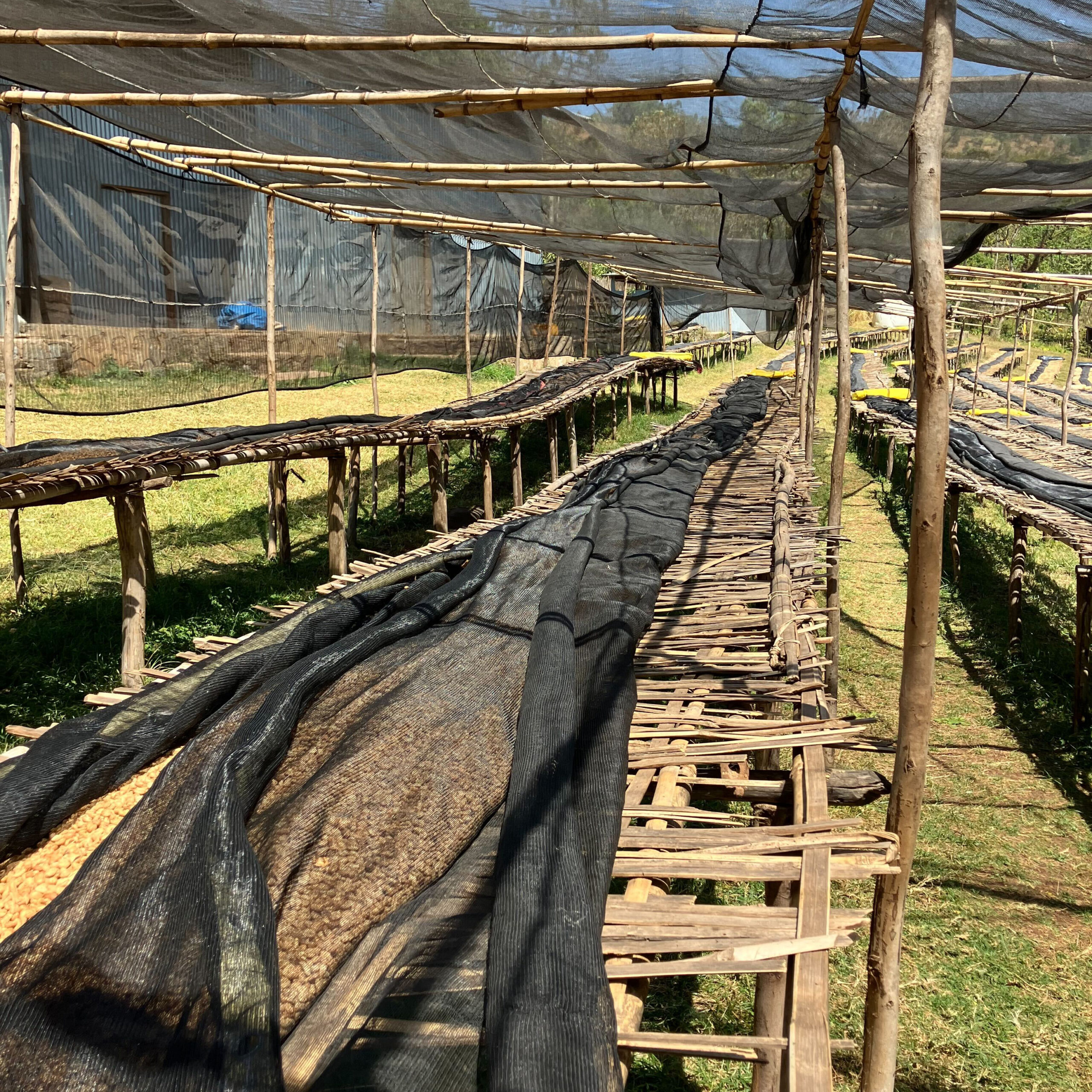 Covered, raised drying beds stand in long rows at the Bensa Segera processing station.