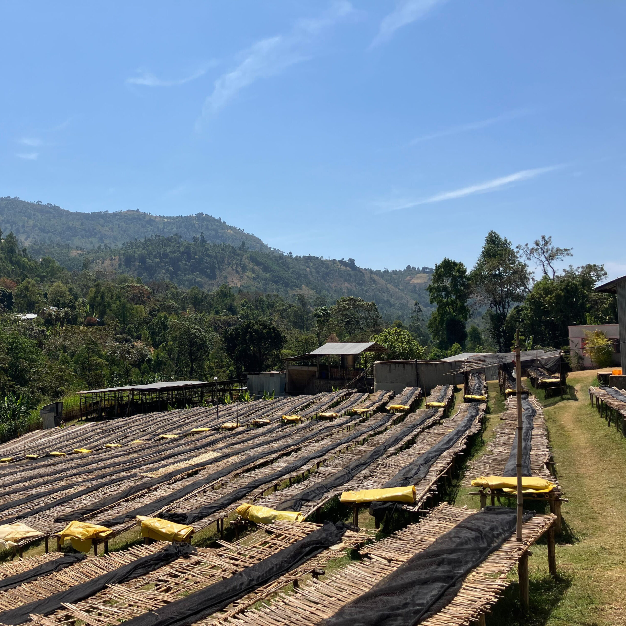Covered, raised drying beds stand in long rows at the Bensa Segera processing station.